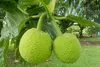 میوه 