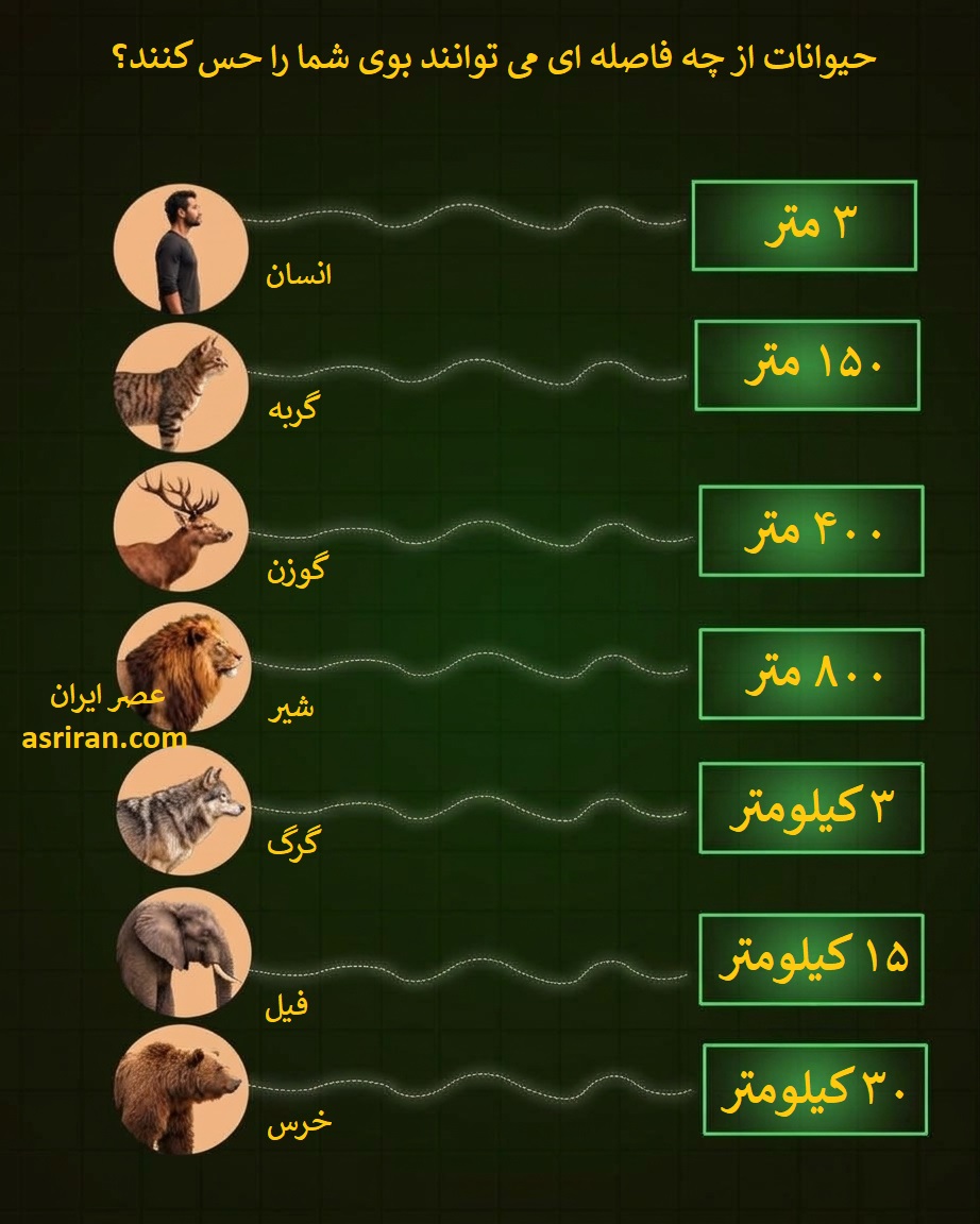 اینفوگرافیک مقایسه حس بویایی انسان، گربه، گوزن، شیر، گرگ، فیل و خرس اینفوگرافیک مقایسه حس بویایی انسان، گربه، گوزن، شیر، گرگ، فیل و خرس