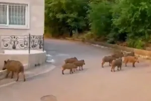 ببینید | گشت‌وگذار گراز‌ها اهلی در لاهیجان