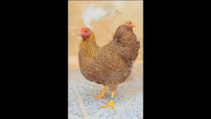 مرغ ویاندوت | زیباترین نژاد مرغ زینتی در جهان (فیلم)