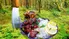 طرز تهیه مرغ لیمویی ترد روی آتش؛ آشپزی آرامش‌بخش در دل طبیعت