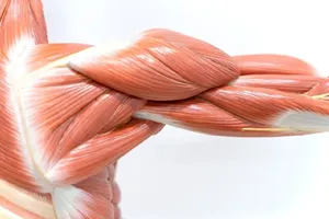 آغاز تحلیل عضلانی از ۳۰ سالگی / نسخه‌ای برای حفظ عضلات بدن