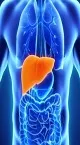 رازهای کبد؛ سفر به درون پیچیده ترین پالایشگاه بدن (+اینفوگرافیک)