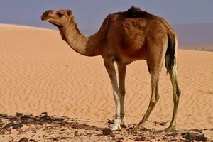 ببینید | نحوه جالب بالارفتن شترها از تپه‌های بیابانی