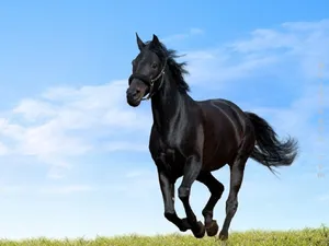 هنرنمایی آرایشگر مخصوص اسب‌ها (عکس)