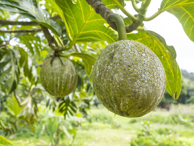 میوه 