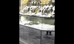 گربه محبوب طلافروشی در ترکیه روی طلاهای ویترین لم می‌دهد