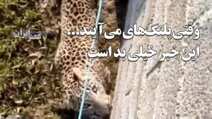 وقتی پلنگ‌ها به روستا می‌آیند... این خبر خیلی بد است