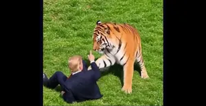 ترامپ ببر را هم شکست داد!