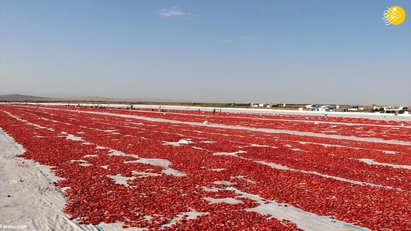 خشک کردن گوجه ترکیه