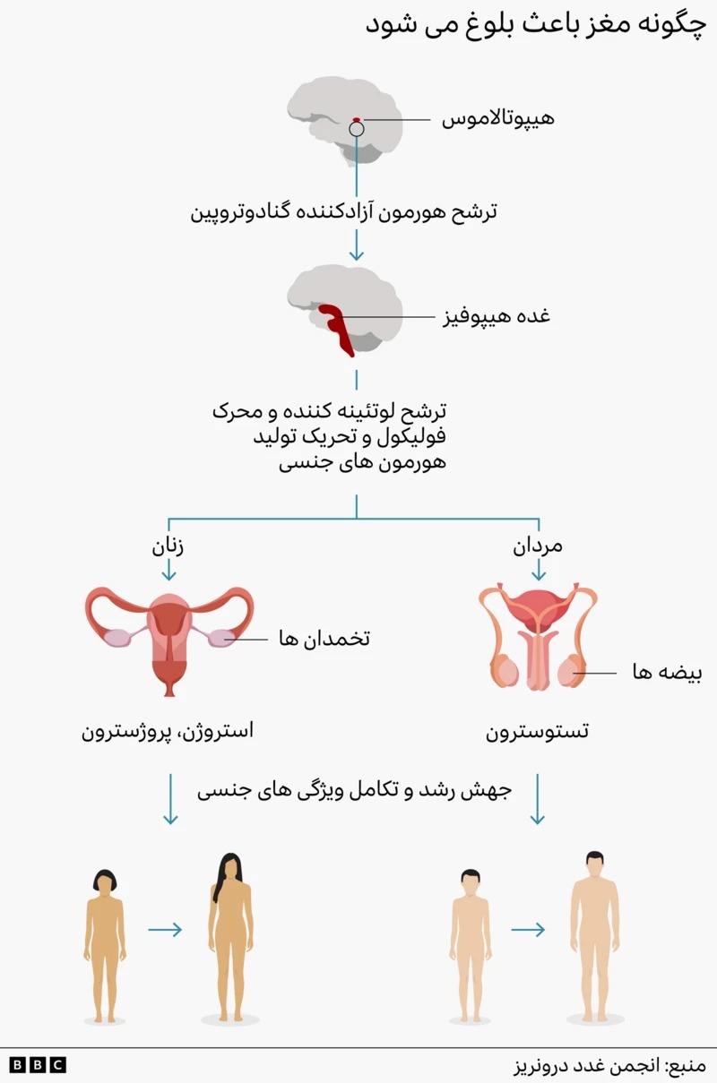 مغز باعث بلوغ می شود مغز باعث بلوغ می شود