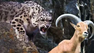 فیلمی از پلنگ ایرانی در حال شکار بز کوهی در لرستان