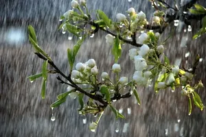ورود سامانه بارشی به کشور طی امروز شنبه