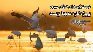 سازمان محیط زیست به جای کارهای لوکس، تالاب ها را احیا کند/ این طرح شکست خورده است (فیلم)