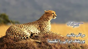 وقتی از جاده مرگ عبور می‌کنید مراقب باشید یوزپلنگ ایرانی را نکشید / این محدوده بزرگترین قتلگاه یک حیوان در حال انقراض است (فیلم)