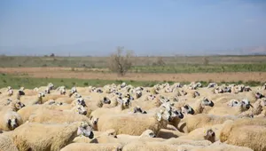 سرانه مصرف گوشت قرمز در ایران به ۱۰ کیلو رسید