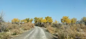 مدل شین‌جیانگ چین؛ الگویی الهام‌بخش برای ایران در نبرد با بیابان‌زایی