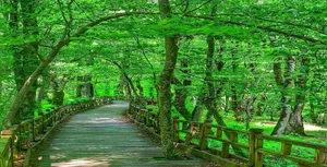 طبیعت زیبای جنگل النگ دره گرگان