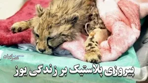 پیروزی پلاستیک بر زندگی یوز ایرانی/ ضد و نقیض‌ها در مورد مرگ یک یوزپلنگ هنوز ادامه دارد؛ چه چیز باعث مرگ فرزند ایران شد؟ (فیلم)