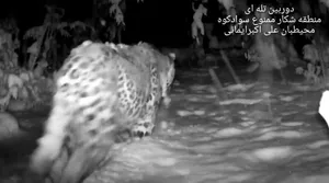 ببینید | پلنگ مازندران به دنبال شکار در هوای برفی