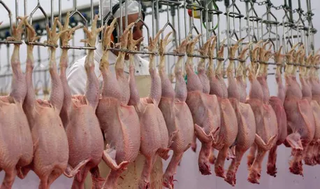 خرید حمایتی مرغ با قیمت 335 هزار تومان آغاز شد