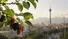 هشدار جدی پزشکان نسبت به مصرف توت‌های خیابانی تهران