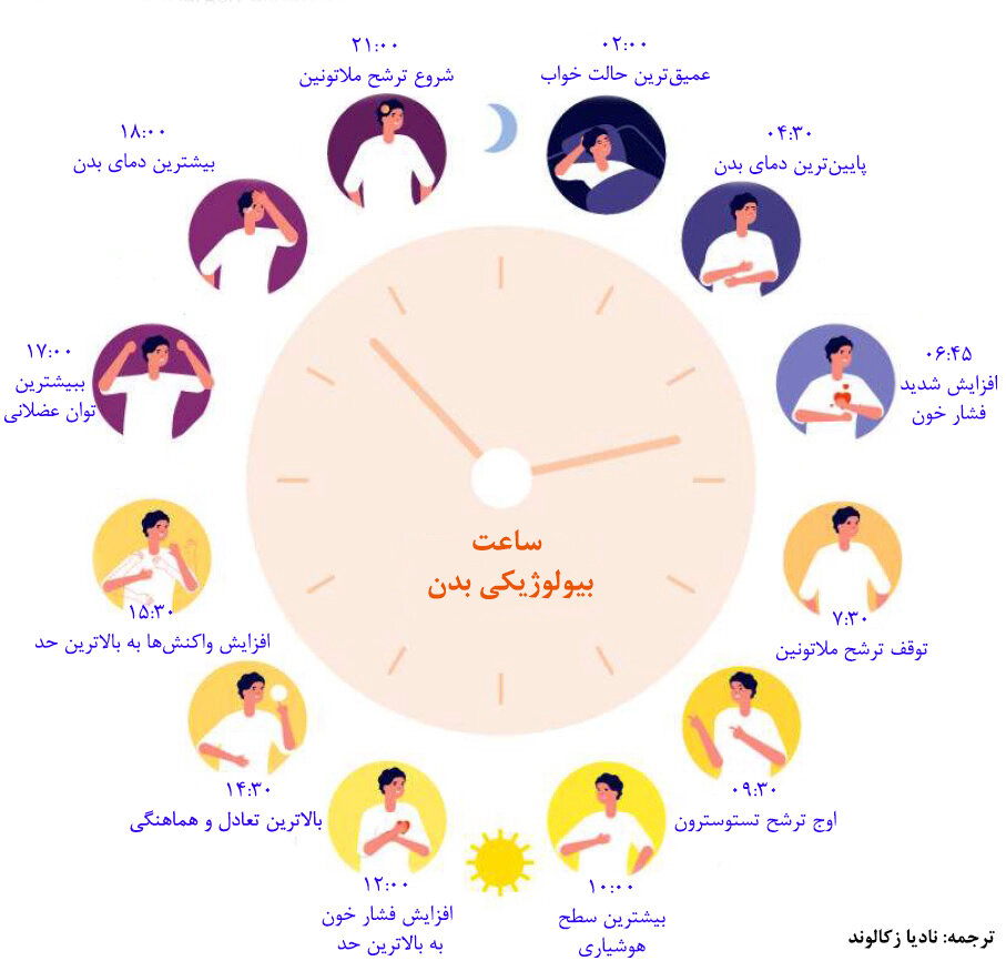 ساعت بیولوژیکی بدن ساعت بیولوژیکی بدن