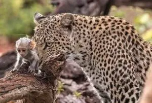 رفتار جگوار پس از شکار یک میمون باردار و تنها ماندن بچه میمون (فیلم)