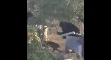 تصاویری از کتک‌زدن شدید یک سگ مقابل خانه فلسطینیان در عطاره