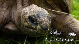 با پیرترین حیوان زنده جهان آشنا شوید/ جاناتان در ۱۹۱ سالگی هنوز عاشق همسرش است (فیلم)