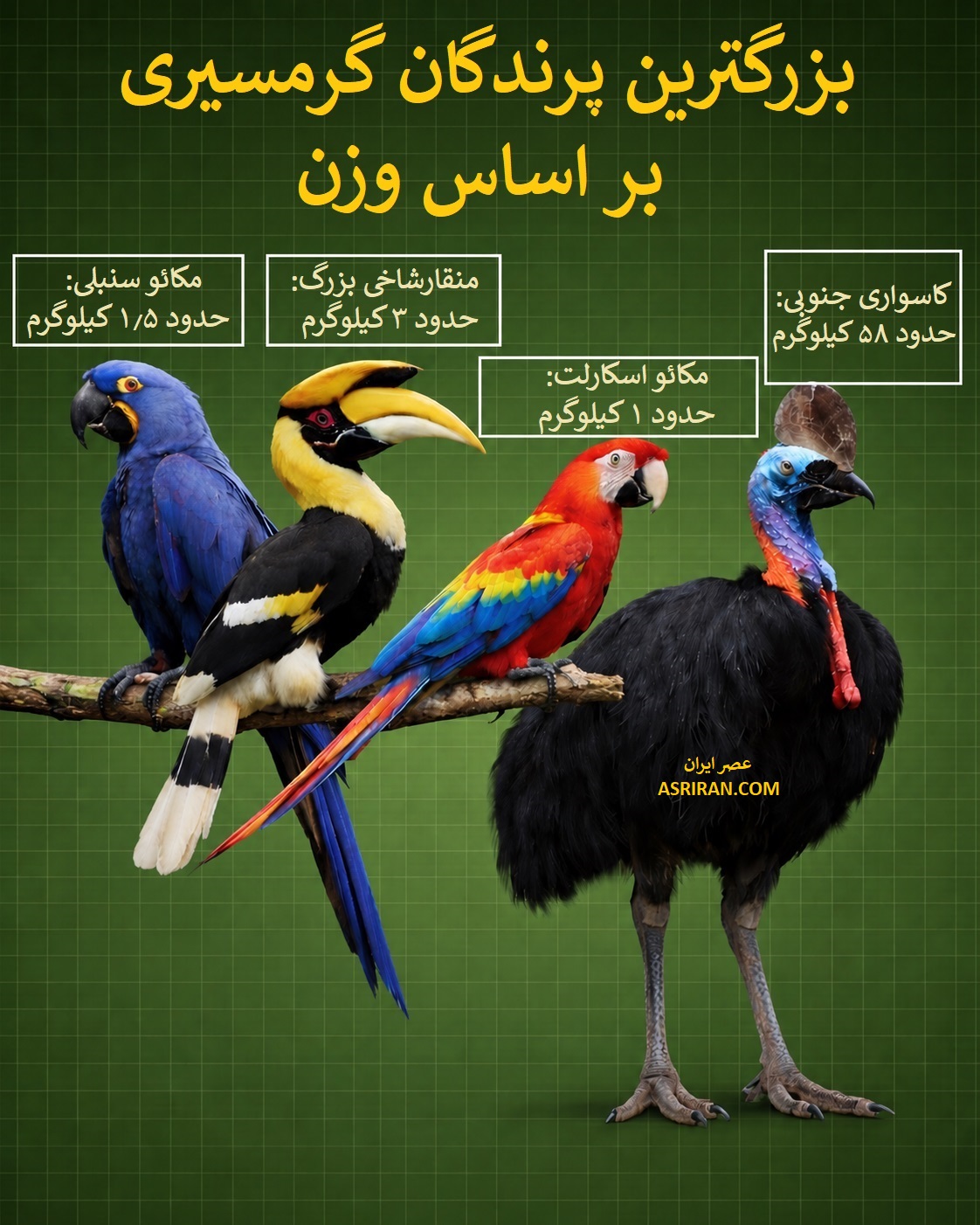 غول 58 کیلویی جنگل (+اینفوگرافیک) غول 58 کیلویی جنگل (+اینفوگرافیک)