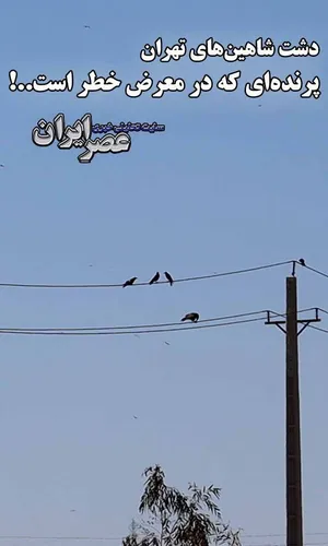 دشتی پر از شاهین‌های شکاری در تهران / شکارچیان در کمین و سازمان محیط زیست بی‌خبر / احتمالا بخشی از تجارت غیرقانونی شاهین از این‌جا آغاز می‌شود (فیلم)