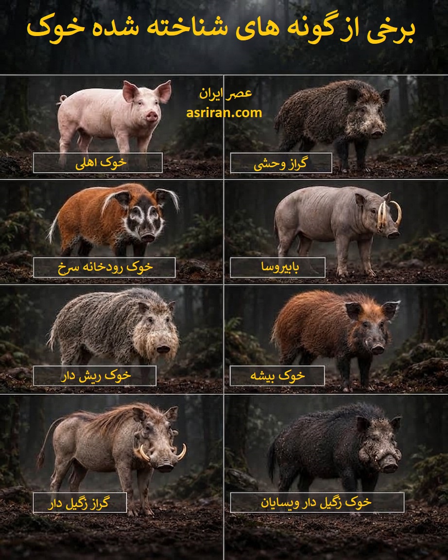 اینفوگرافیک 8 گونه متفاوت خوک اینفوگرافیک 8 گونه متفاوت خوک