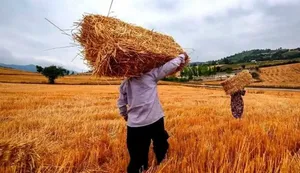 آغاز پرداخت پول گندمکاران تا دو روز آینده