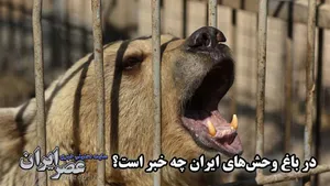در باغ وحش صفادشت چه خبر است؟/ درآمد باغ‌های وحش از کجاست؟ چرا حیوانات می‌میرند اما توضیح قانع کننده‌ای نمی‌دهند (فیلم)