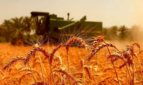 ۹۰ درصد مطالبات گندم‌کاران پرداخت شده است