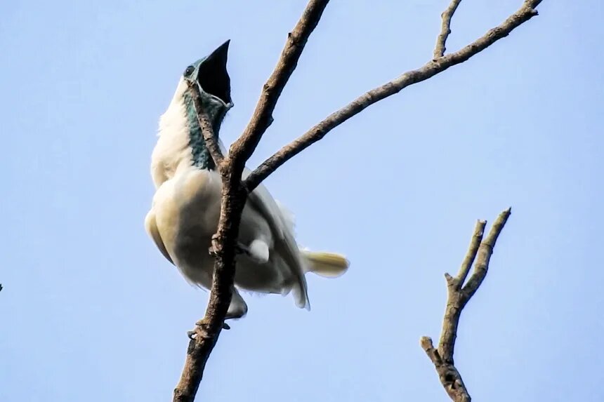 زنگ‌مرغ گلوبرهنه (Bare-throated bellbird)