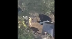 تصاویری از کتک‌زدن شدید یک سگ مقابل خانه فلسطینیان در عطاره