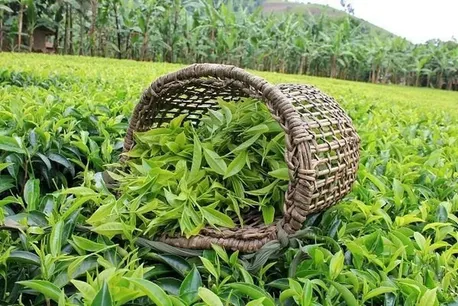 قیمت برگ سبز چای در سال جاری 72 درصد افزایش یافت