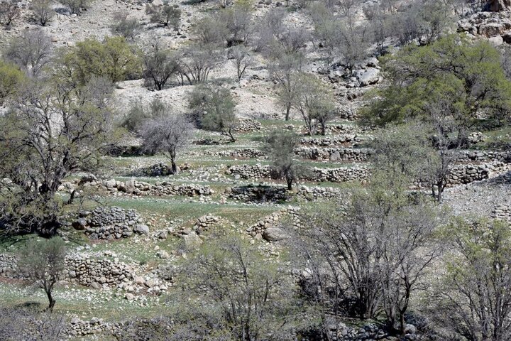 «رویین»، روستایی متروک و فراموش‌شده در جنگل دشت‌برم شهرستان کازرون