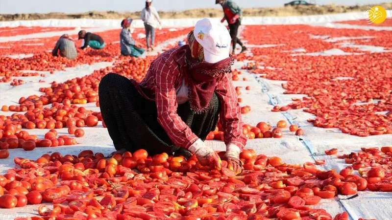 خشک کردن گوجه ترکیه
