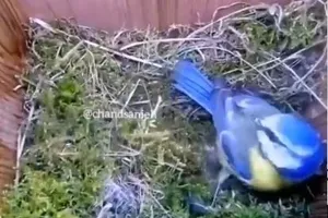 ببینید| تایم لپس زندگی یک پرنده؛ از ساختن لانه تا به دنیا آمدن جوجه‌ها