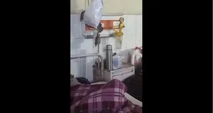 انتشار ویدیویی از حضور موش‌ها در یک بیمارستانی در هند
