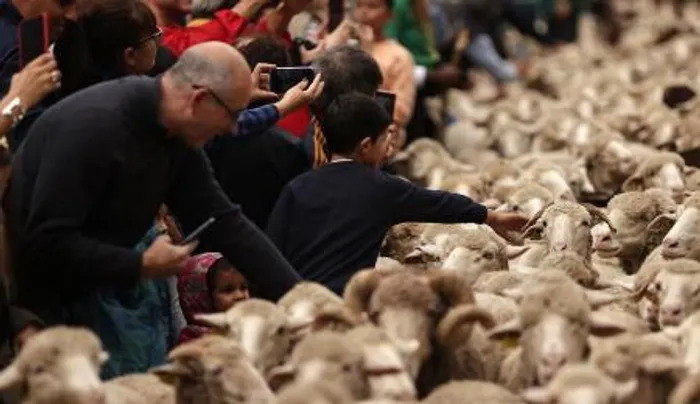 جشنواره سالانه مهاجرت دام در 'مادرید' اسپانیا (عکس)