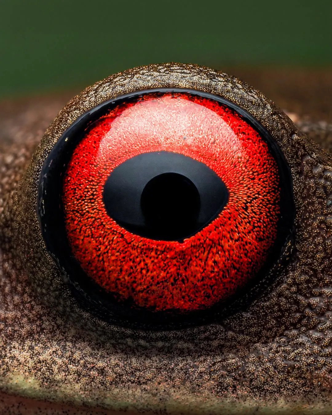 1515