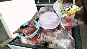 کشف ۳۷۸ کیلوگرم گوشت گراز در ساری؛ قصابی متخلف پلمب شد