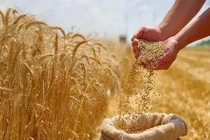 افزایش 2 برابری اعتبار برای تامین کود شیمیایی