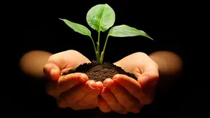 تا حالا خوابیدن گیاهان را دیده بودید ؟ (فیلم)