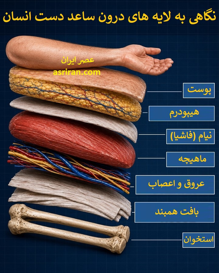 اینفوگرافیک معرفی لایه های ساعد انسان اینفوگرافیک معرفی لایه های ساعد انسان