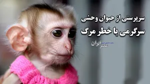 رواج یک مد خطرناک/ ببینید چطور نگهداری از حیوانات وحشی در خانه می‌تواند جانتان را به خطر بیندازد (فیلم)